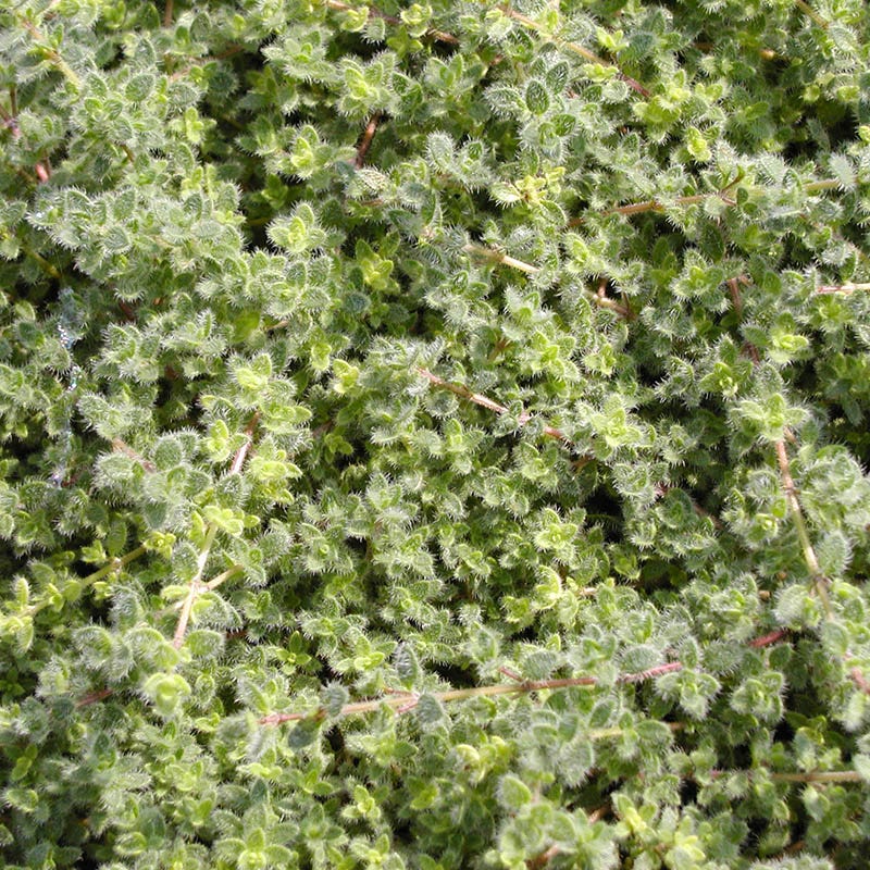 Woolly Thyme - Image 5