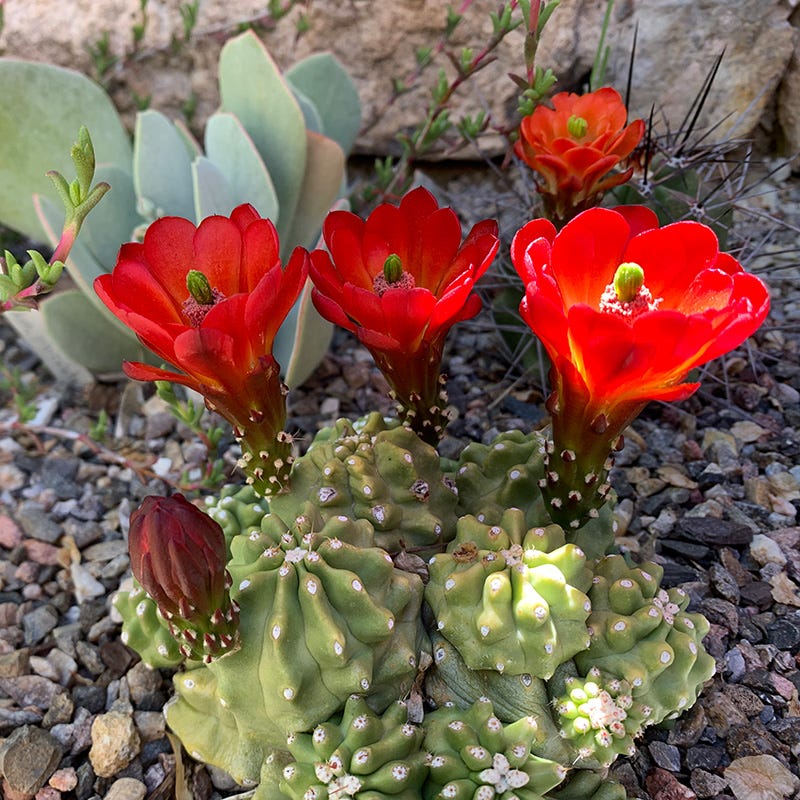 Southwest Native Cacti Collection - Image 3
