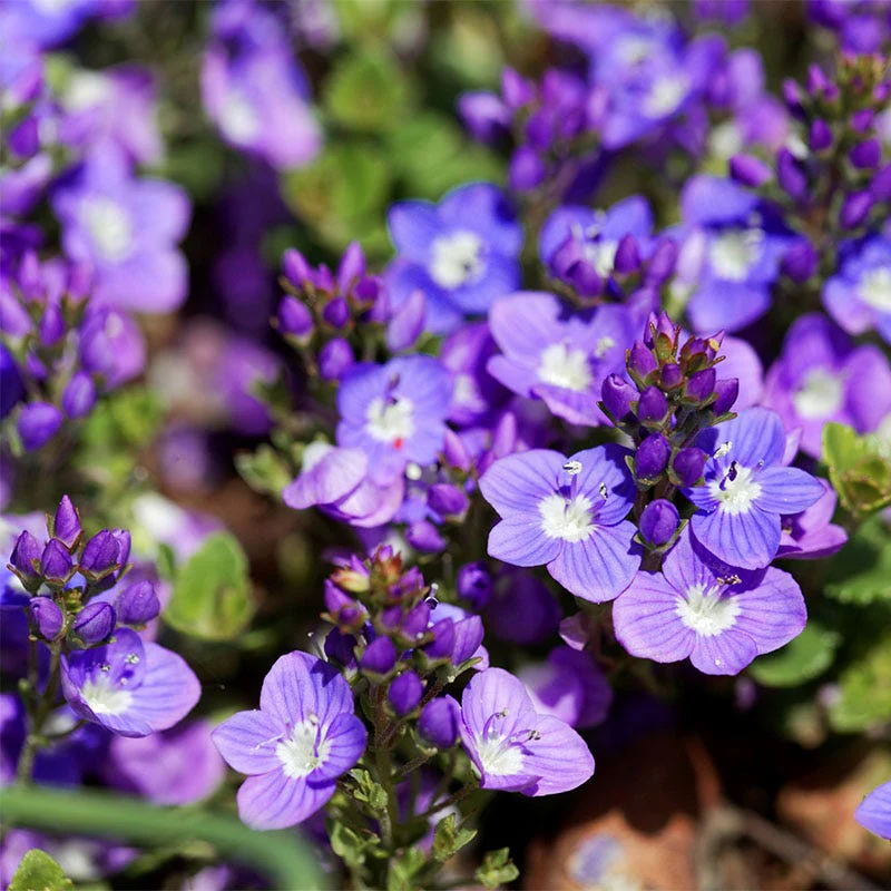 Turkish Veronica - Image 6