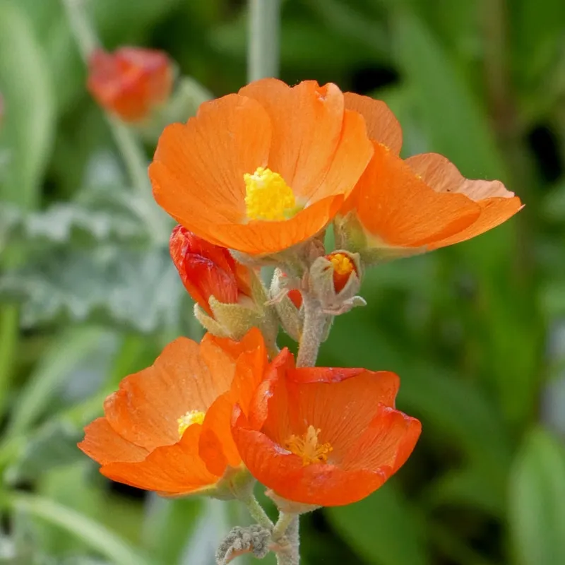 Utah Perennial Collection - Image 4