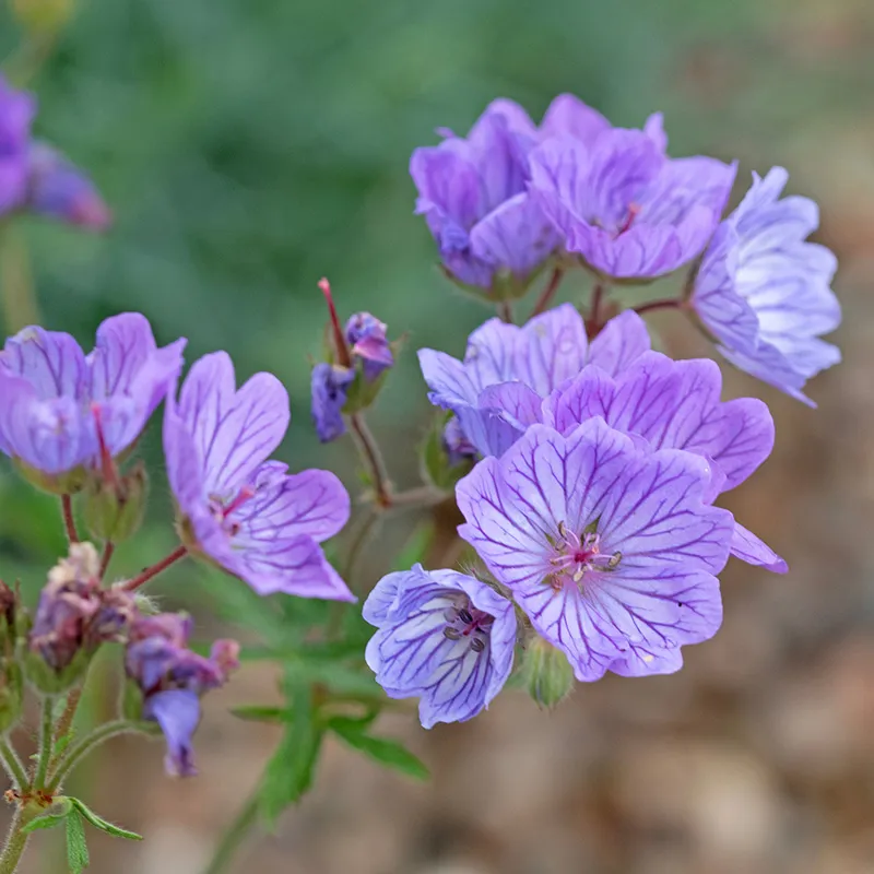 Utah Perennial Collection - Image 6