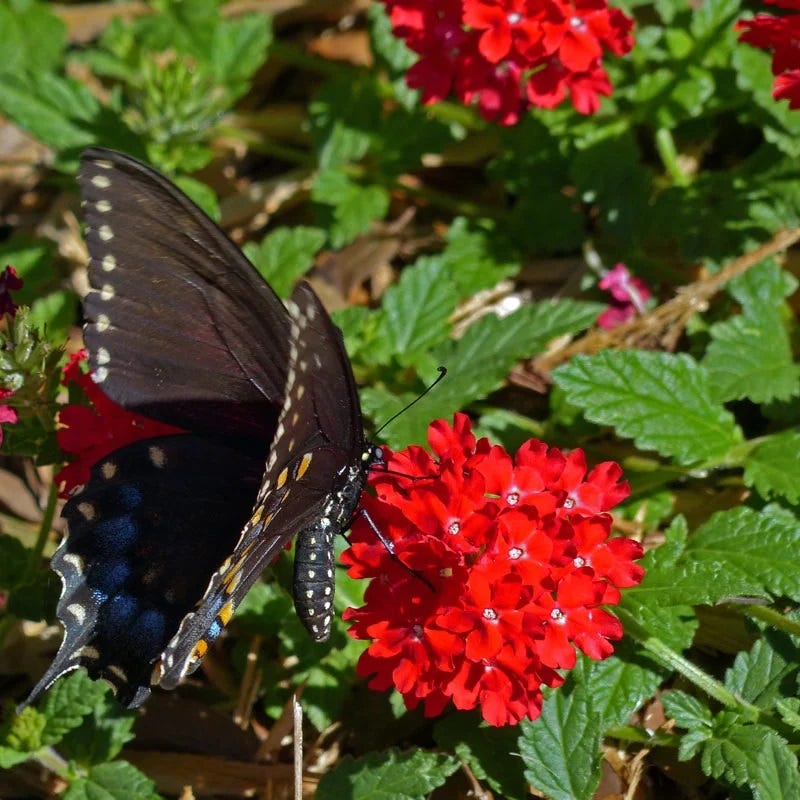 Red Devil Perennial Verbena - Image 2