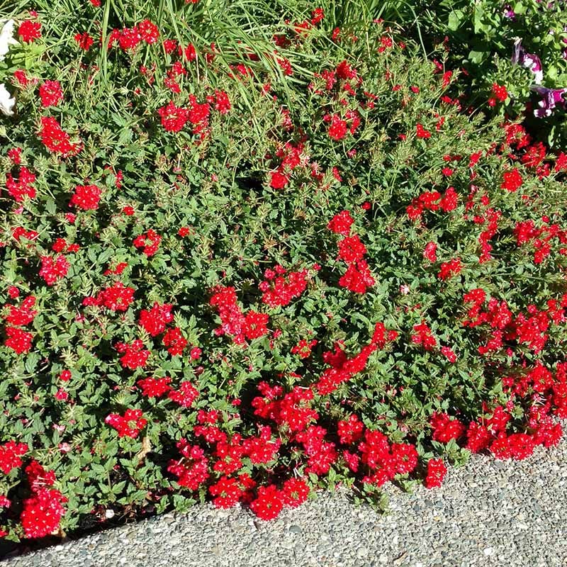 Red Devil Perennial Verbena - Image 4