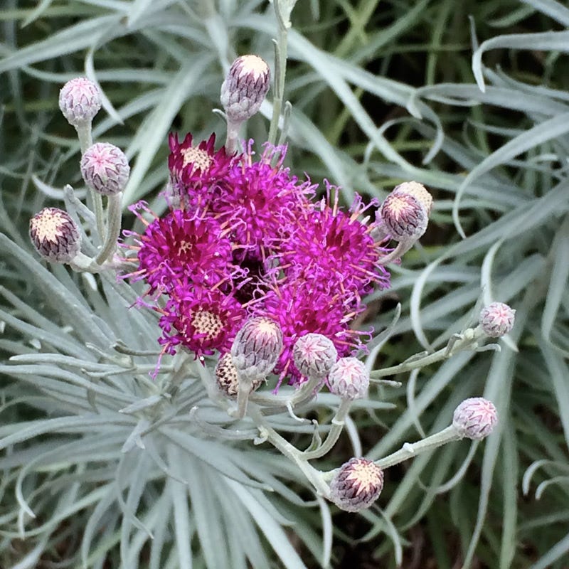 Silver Ironweed (Vernonia) - Image 4