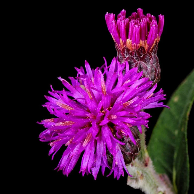 Western Ironweed (Vernonia) - Image 2