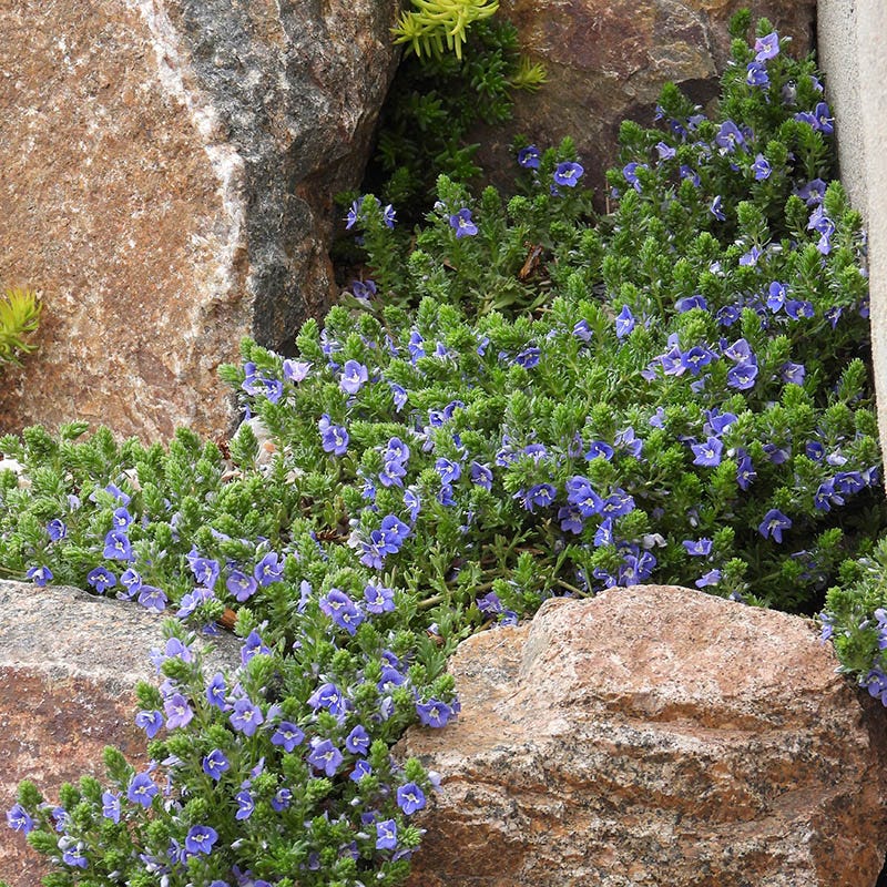 Rock Garden Collection - Image 3