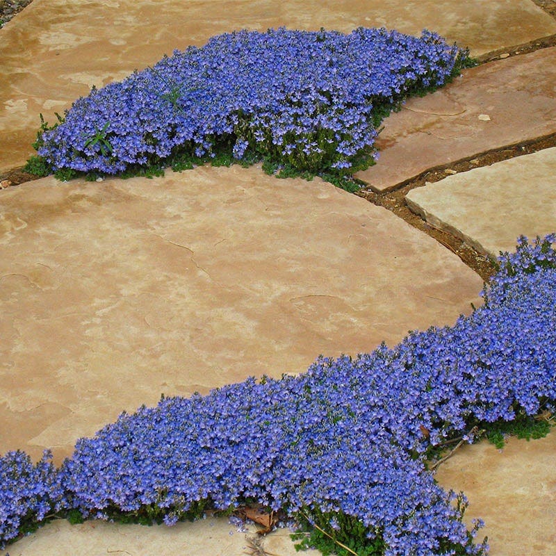 Featured Plants