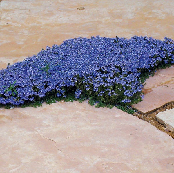 Thyme-Leaf Veronica - Image 2