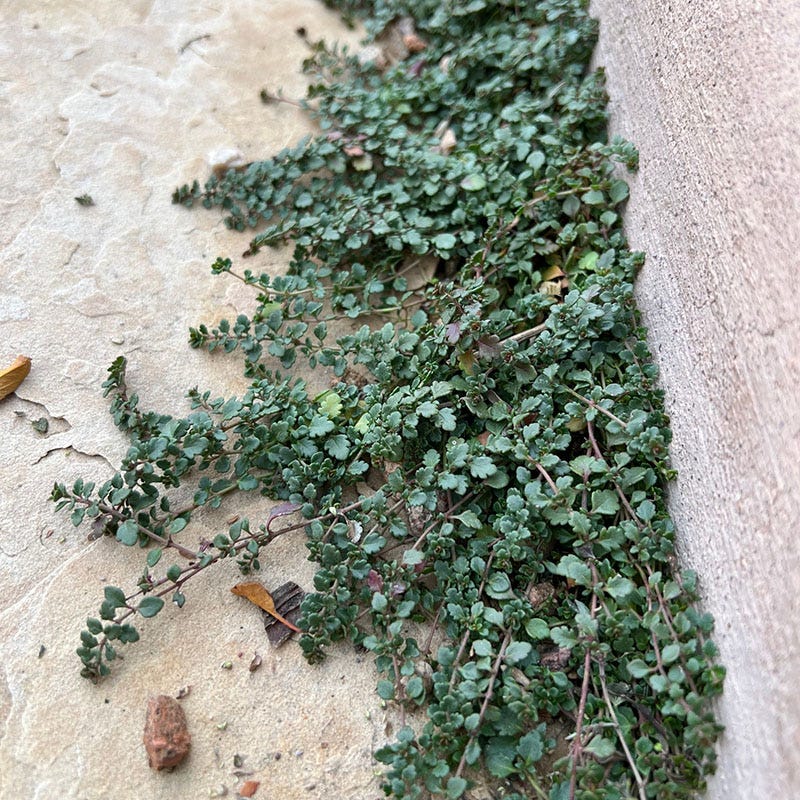 Thyme-Leaf Veronica - Image 3