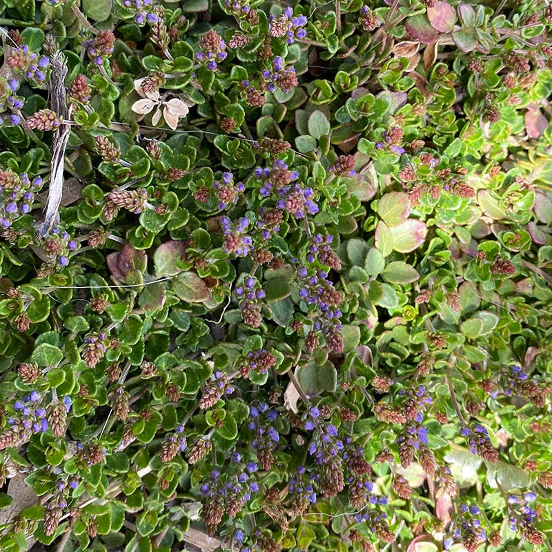 Thyme-Leaf Veronica - Image 4