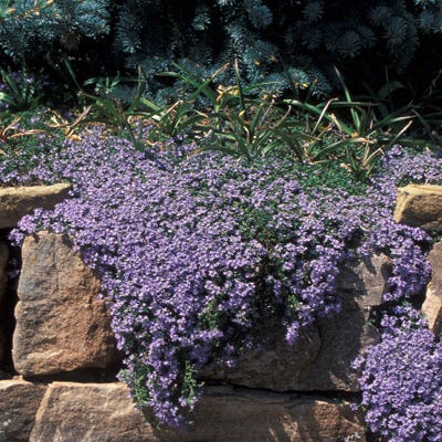 Thyme-Leaf Veronica - Image 5