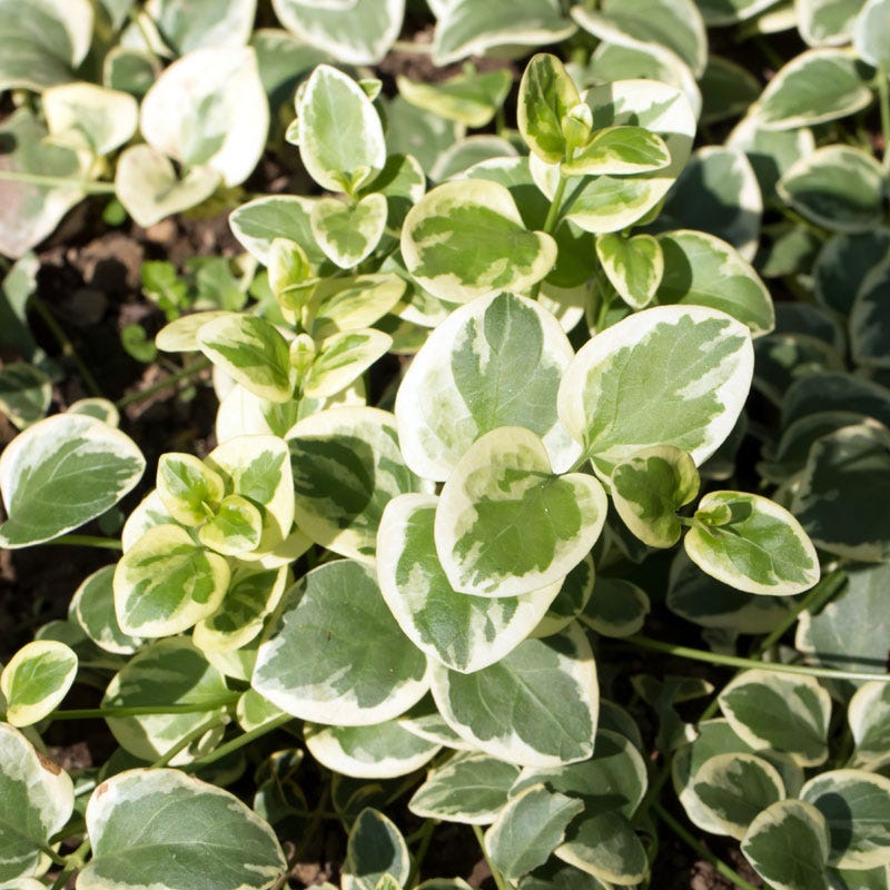 Big Leaf Vinca - Image 3