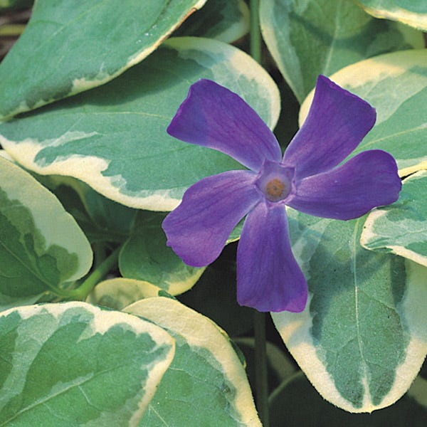Big Leaf Vinca - Image 4