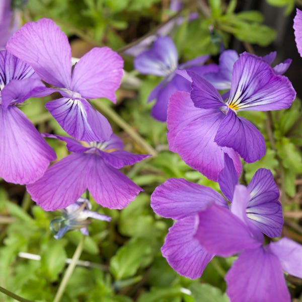 Corsican Perennial Viola - Image 3