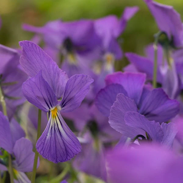 Corsican Perennial Viola - Image 5