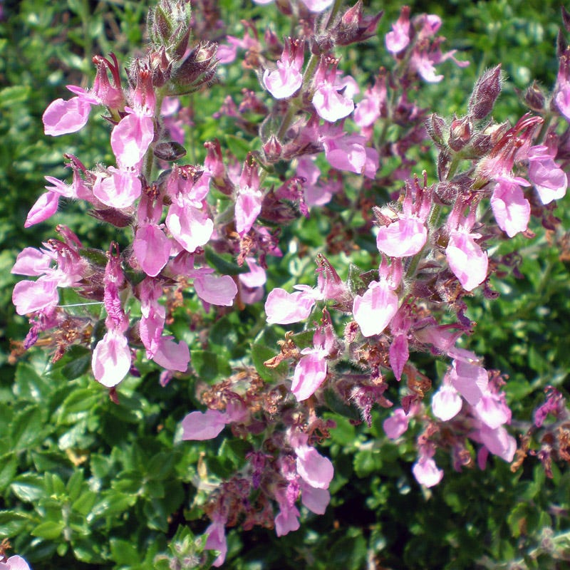 Pink Germander (Teucrium) - Image 2