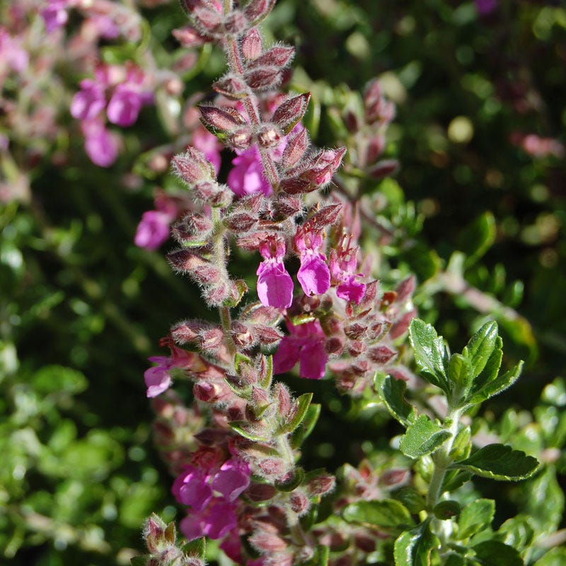 Pink Germander (Teucrium) - Image 3