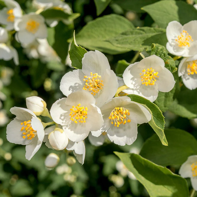 Washington Perennial Collection - Image 7