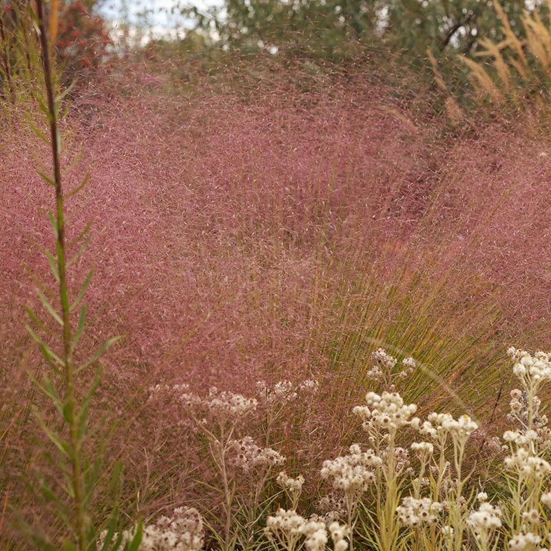 Large Watershed Wise Pre-Planned Garden - Image 5