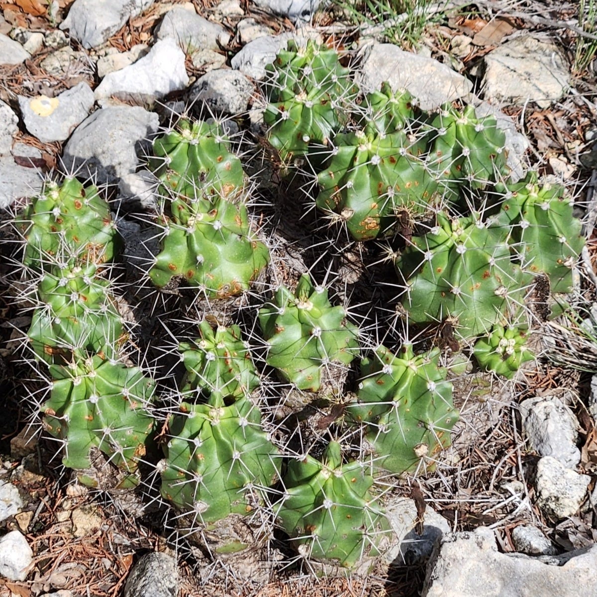 Texas Native Cacti Collection - Image 3