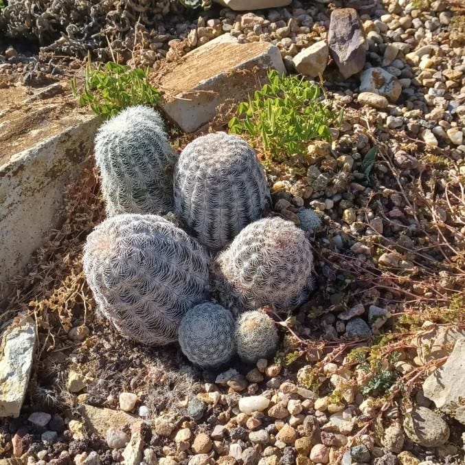 Texas Native Cacti Collection - Image 4