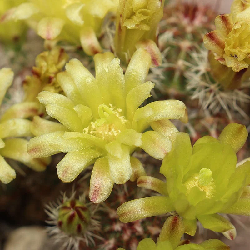Texas Native Cacti Collection - Image 5