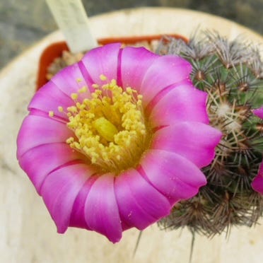 Texas Native Cacti Collection - Image 6