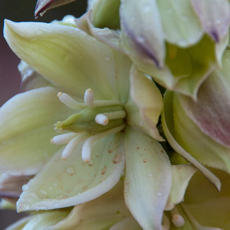 Narrowleaf Yucca - Image 2