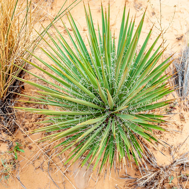 Narrowleaf Yucca - Image 3