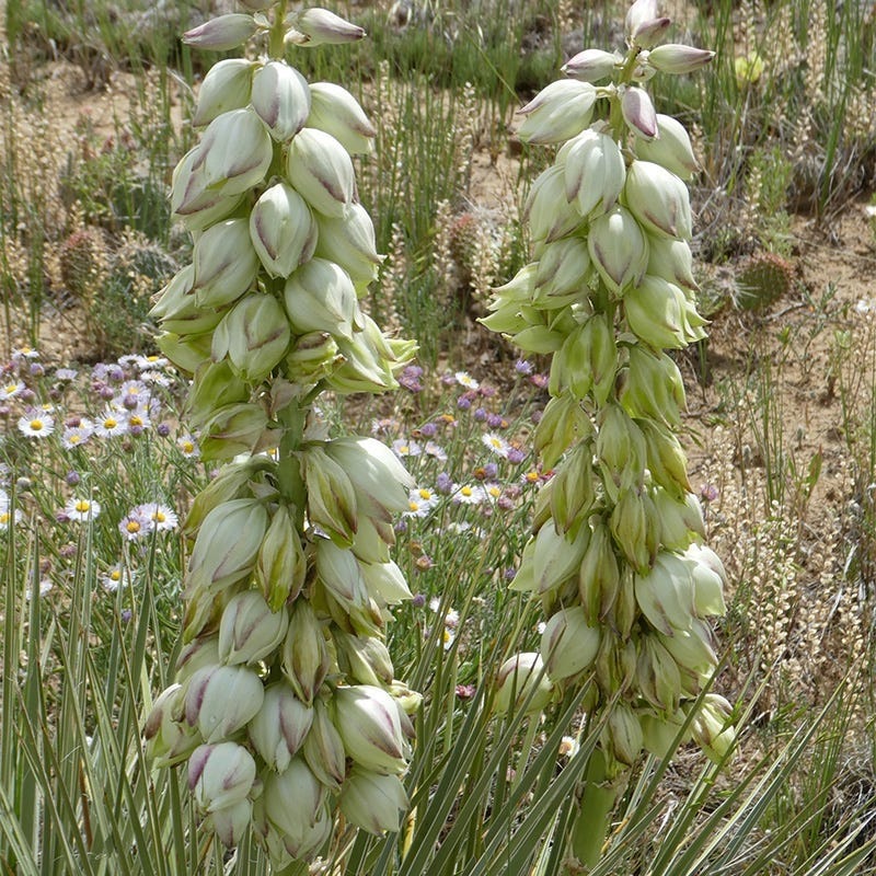 Trinidad Yucca - Image 3