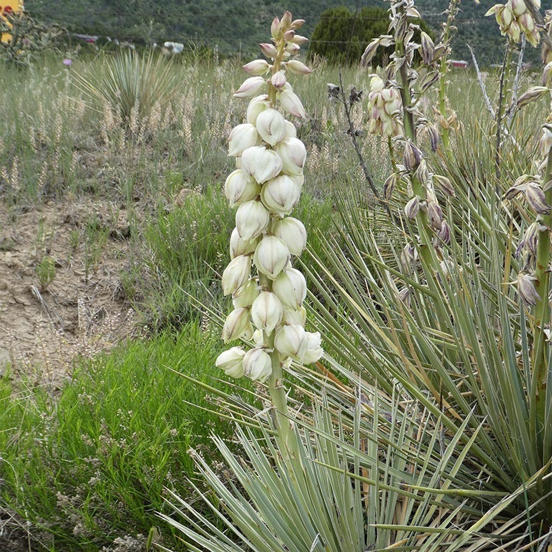 Trinidad Yucca - Image 4
