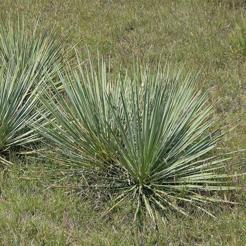 Trinidad Yucca - Image 5