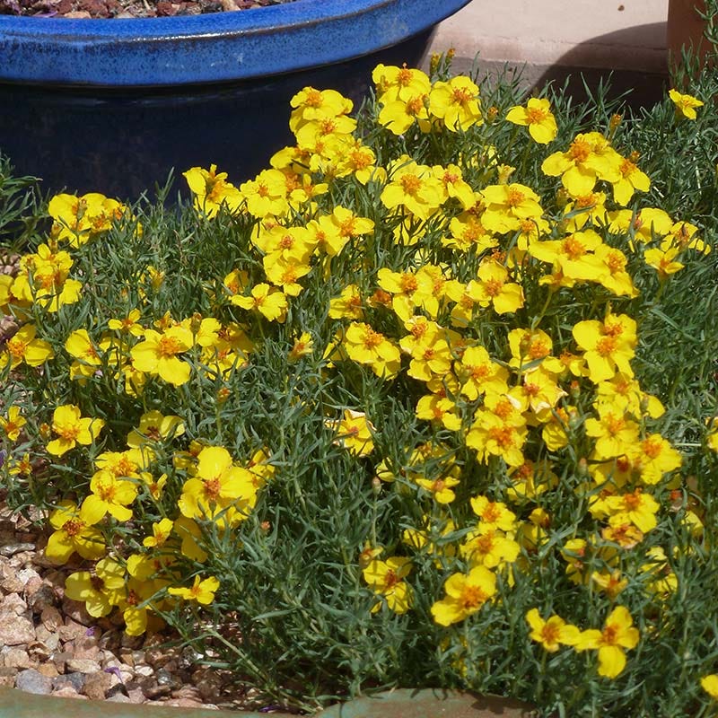 Arizona Perennial Collection - Image 5