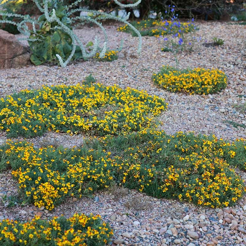 Gold On Blue Prairie Zinnia - Image 3
