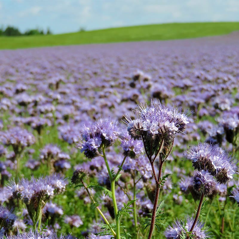 Lacy Phacelia Seeds - Image 2