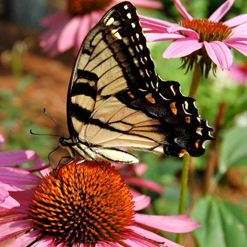 Pollinator Wildflower Seed Mix - Image 5