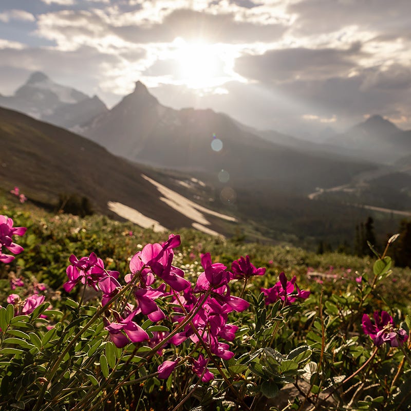 Rare Intermountain Native Wildflower Seed Mix - Image 5