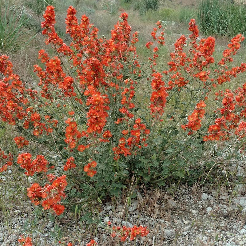 Rare Intermountain Native Wildflower Seed Mix - Image 6