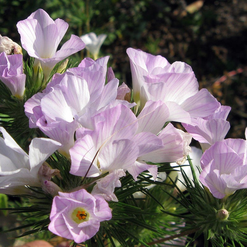 Rare Southwest Native Wildflower Seed Mix - Image 3