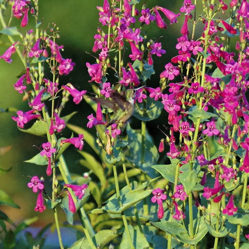 Rare Southwest Native Wildflower Seed Mix - Image 5