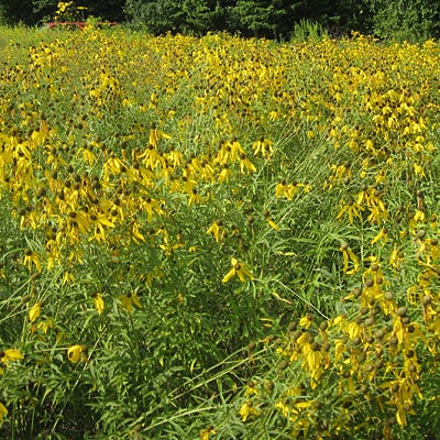 Grey Headed Coneflower Seeds - Image 2