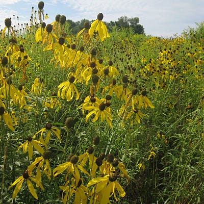 Grey Headed Coneflower Seeds - Image 3