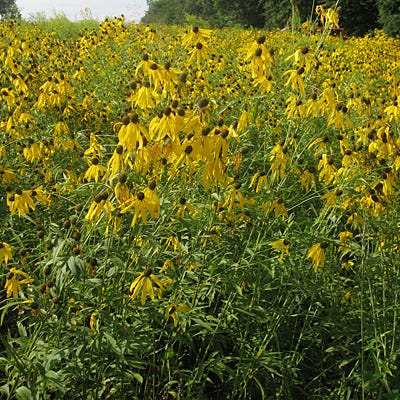 Grey Headed Coneflower Seeds - Image 5
