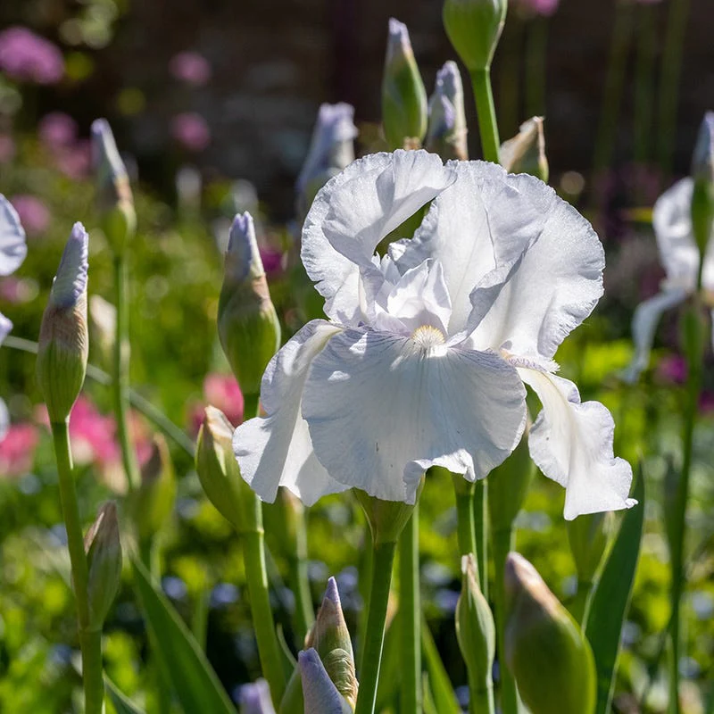 Immortality Reblooming Bearded Iris - Image 2