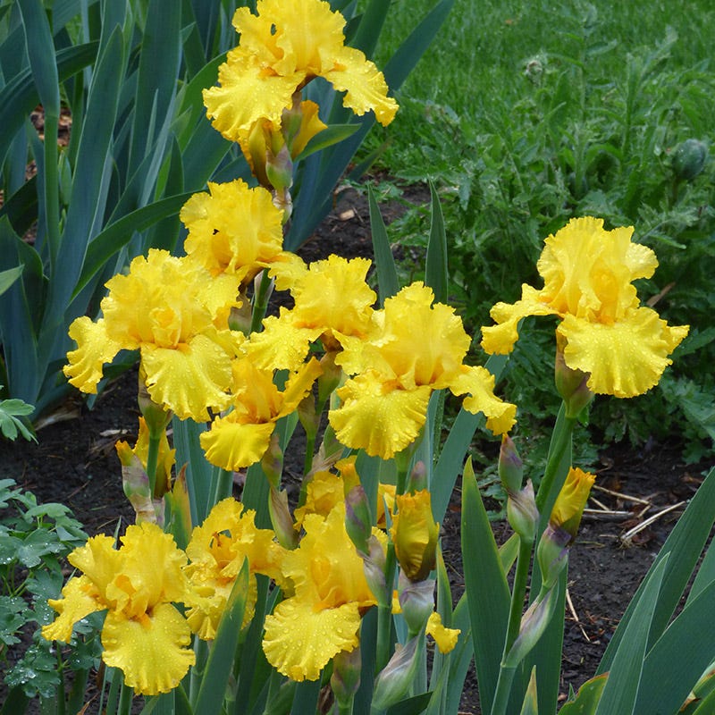 Pure As Gold Reblooming Bearded Iris - Image 3