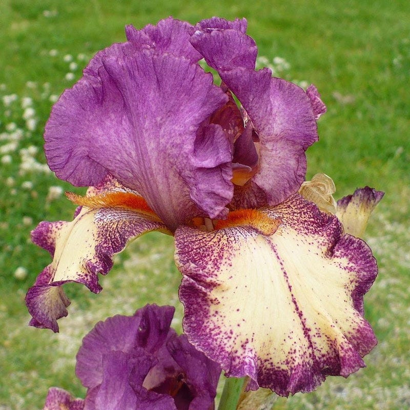Rockstar Reblooming Bearded Iris - Image 2
