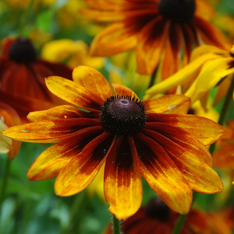 Gloriosa Daisy Seeds (Rudbeckia) - Image 2
