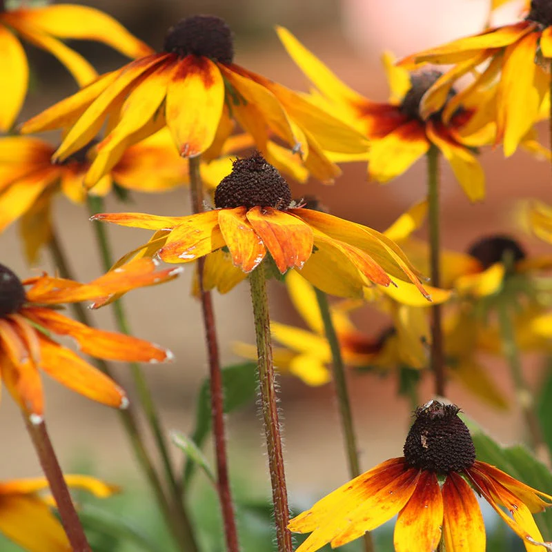 Gloriosa Daisy Seeds (Rudbeckia) - Image 3
