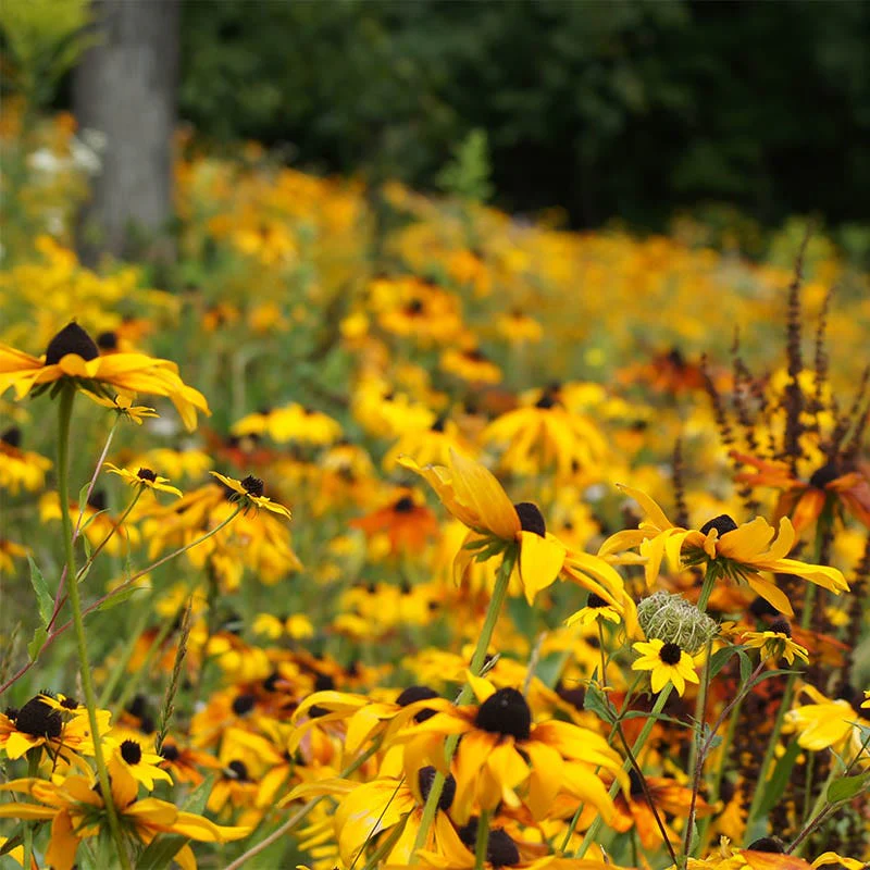 Black Eyed Susan Seeds (Rudbeckia) - Image 2