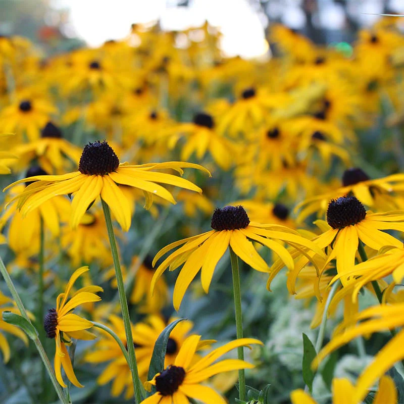 Black Eyed Susan Seeds (Rudbeckia) - Image 3